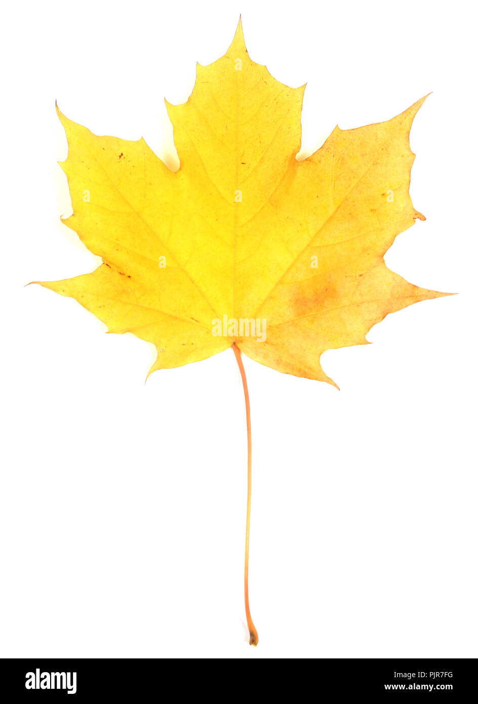 Yellow maple colorful autumn leaf isolated on white background Stock Photo
