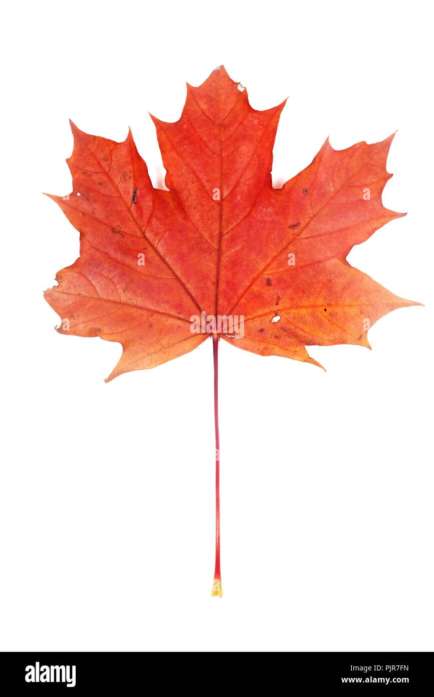 Red maple colorful autumn leaf isolated on white background Stock Photo