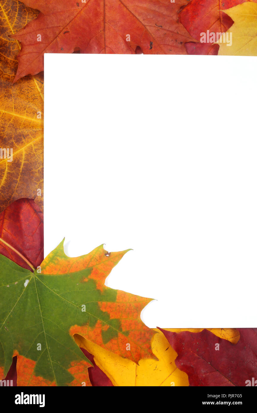 Autumn leaves frame with white paper isolated on white background Stock ...