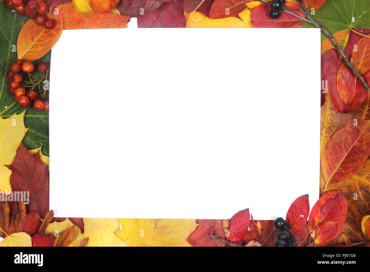Autumn leaves frame with white paper isolated on white background Stock ...