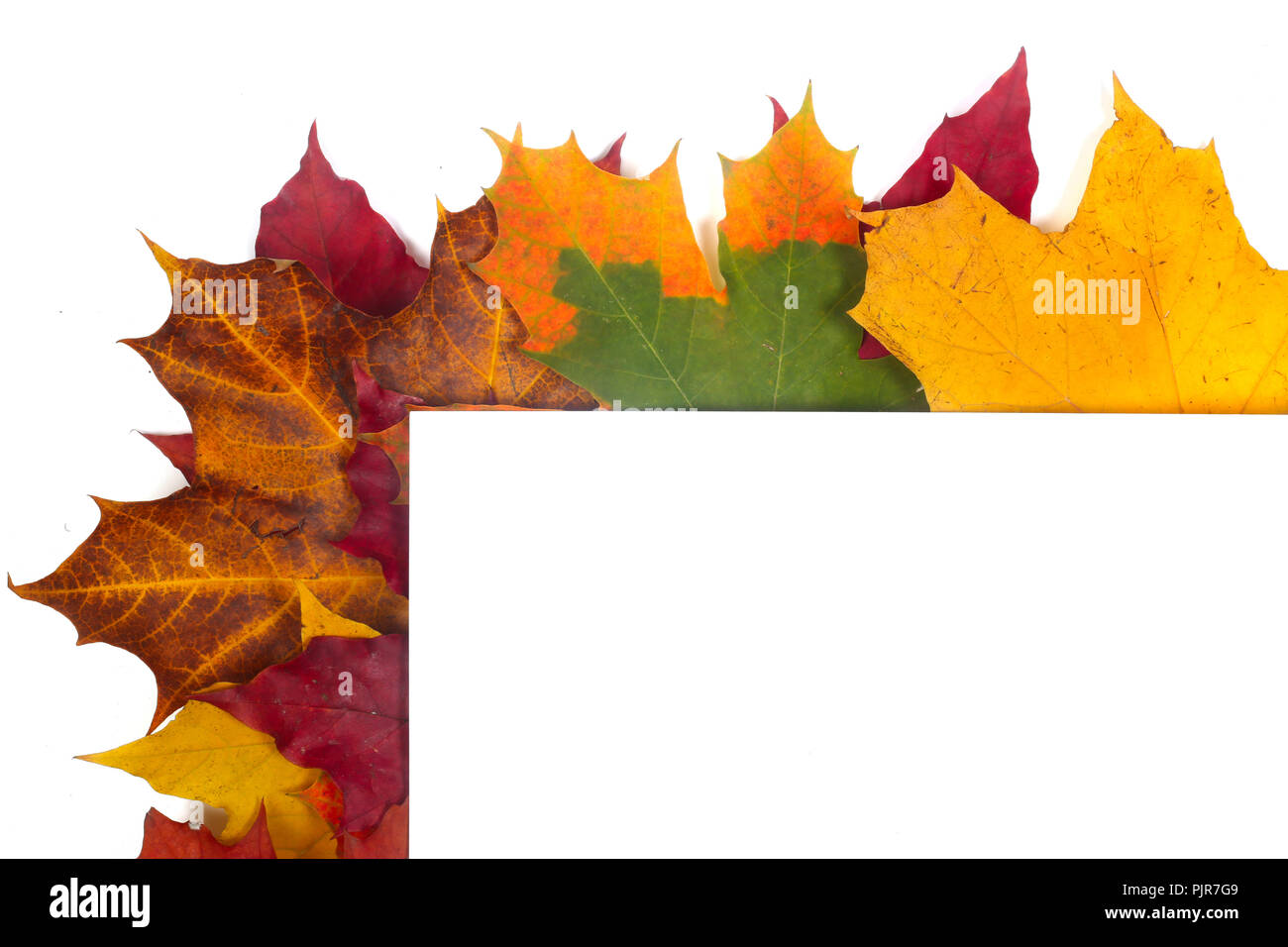 Autumn leaves frame with white paper isolated on white background Stock ...