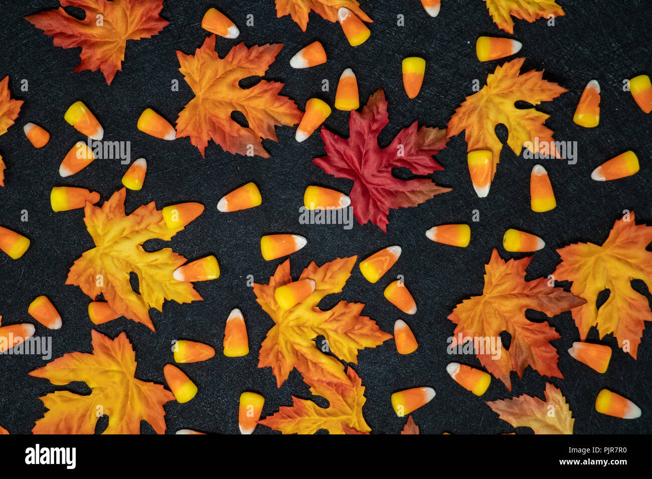 Candy corn plant hi-res stock photography and images - Alamy