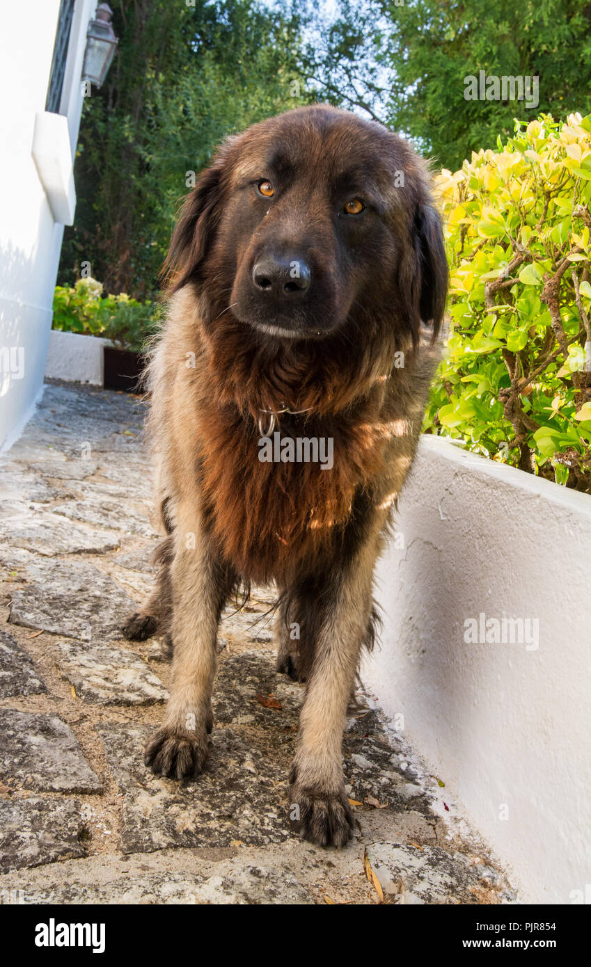 A Serra da Estrela Portuguese dog in a garden Stock Photo