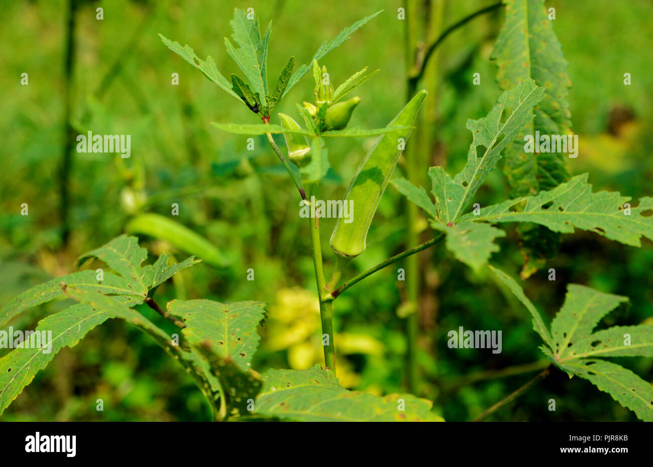 Ladyfinger growing on plant (Abelmoschus esculentus Stock Photo Alamy