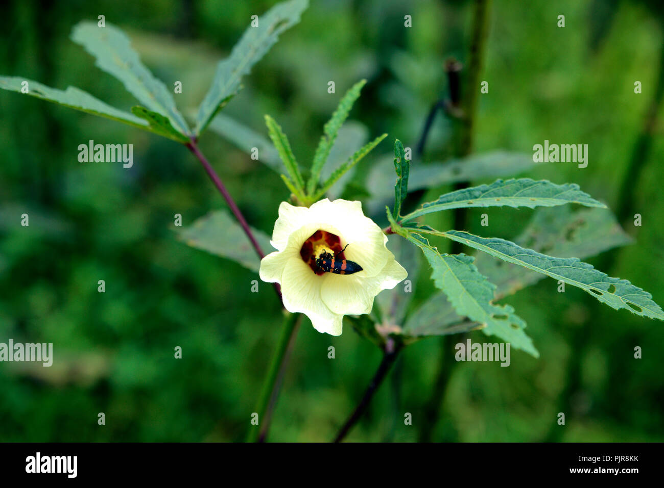 A beautiful bug eating Ladies finger(Lady finger) Flower Stock Photo ...