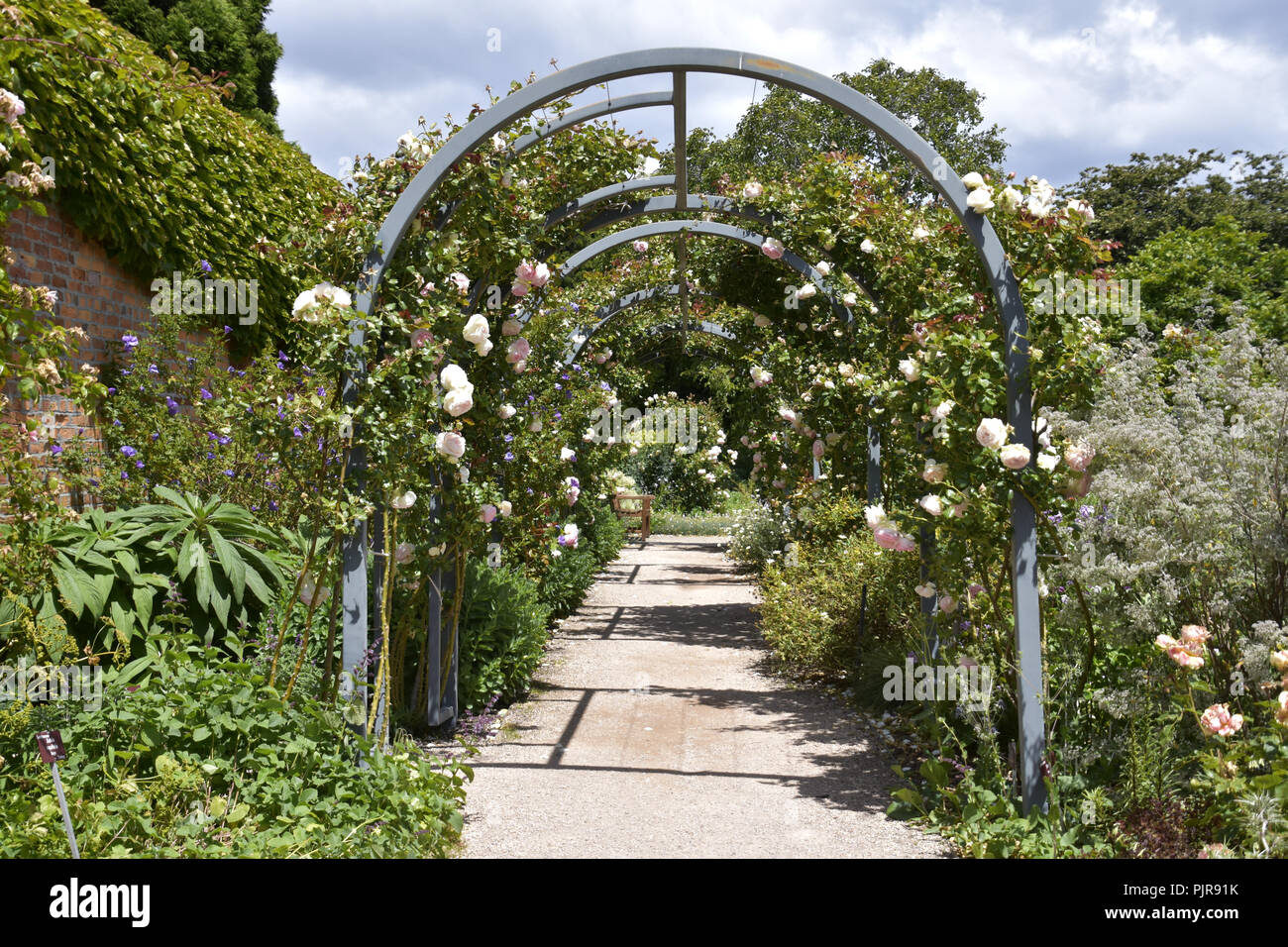 Australian garden roses hi-res stock photography and images - Alamy