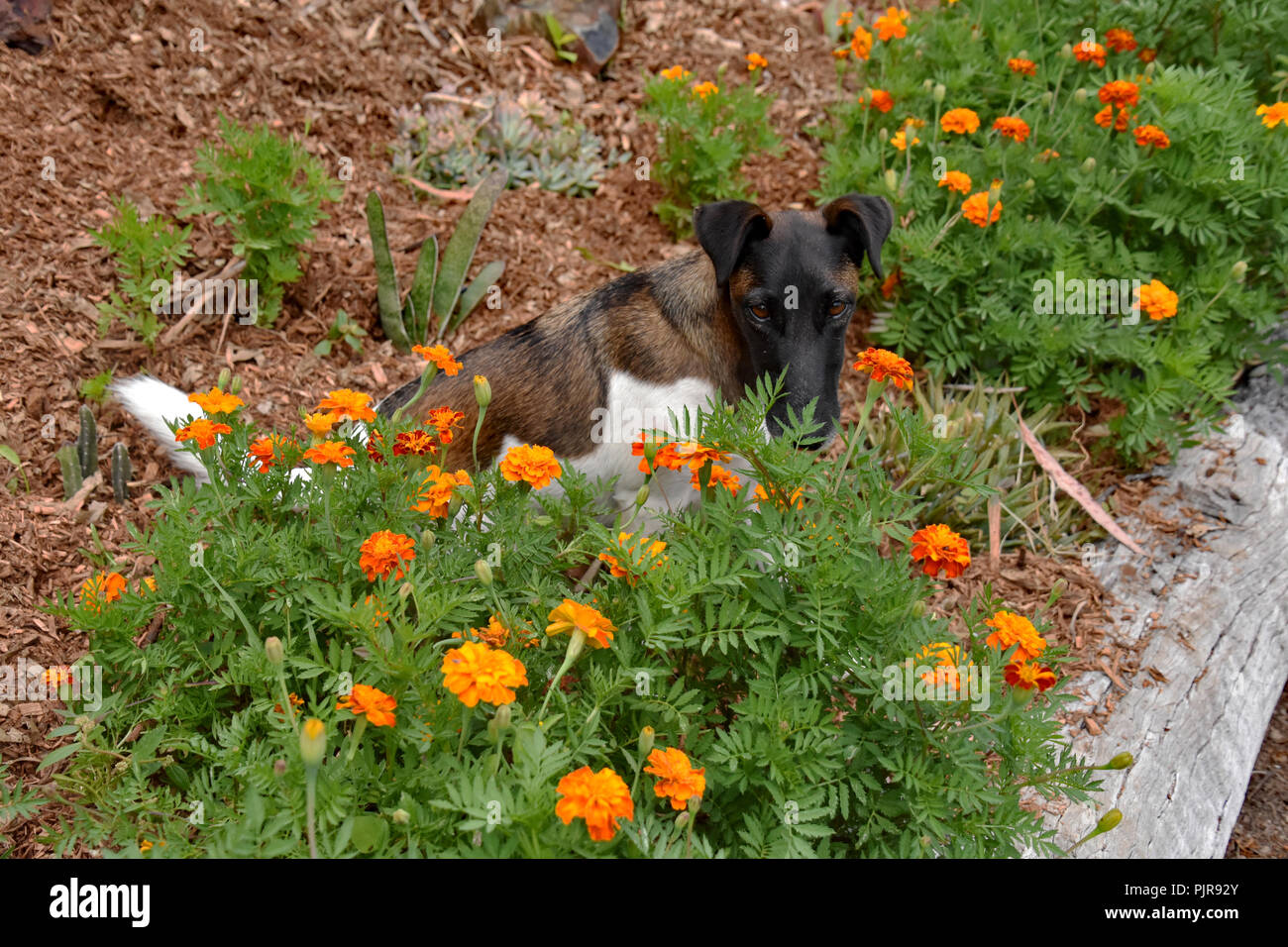 My Dog Mash just smelling the Marigolds Stock Photo Alamy
