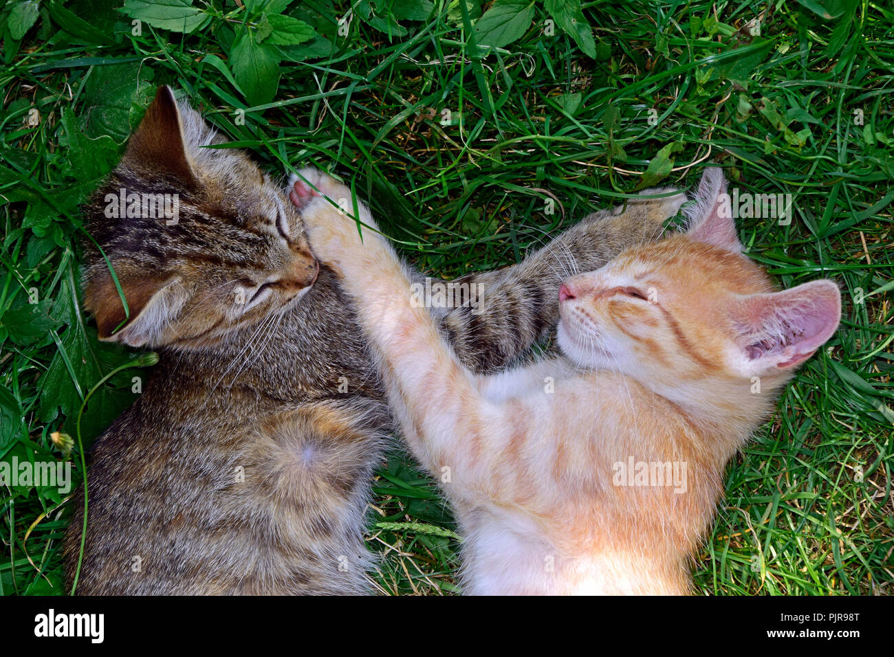 Two tabby kittens hi-res stock photography and images - Alamy