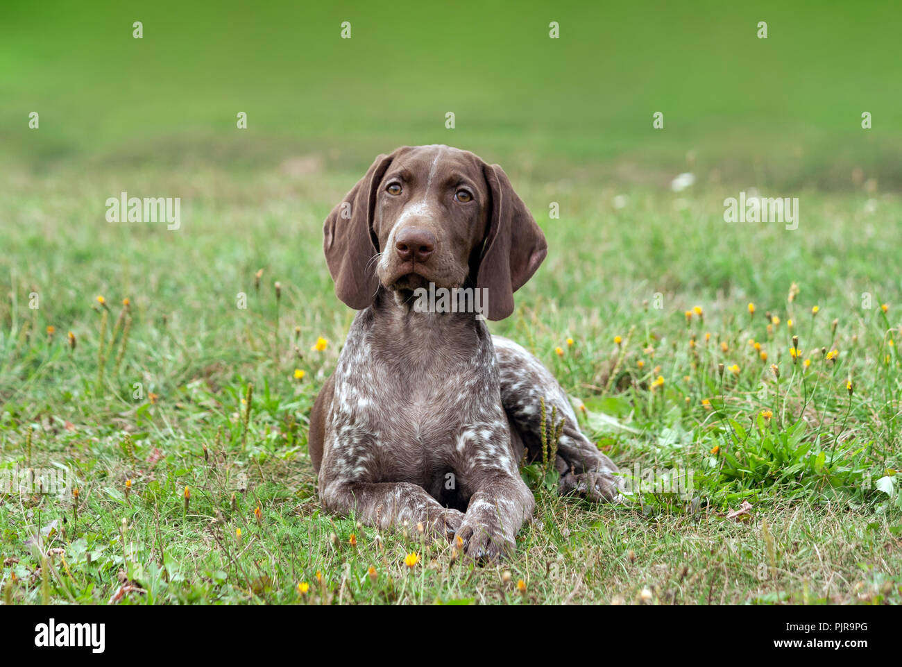 Are German Shorthaired Pointers Intelligent Dogs