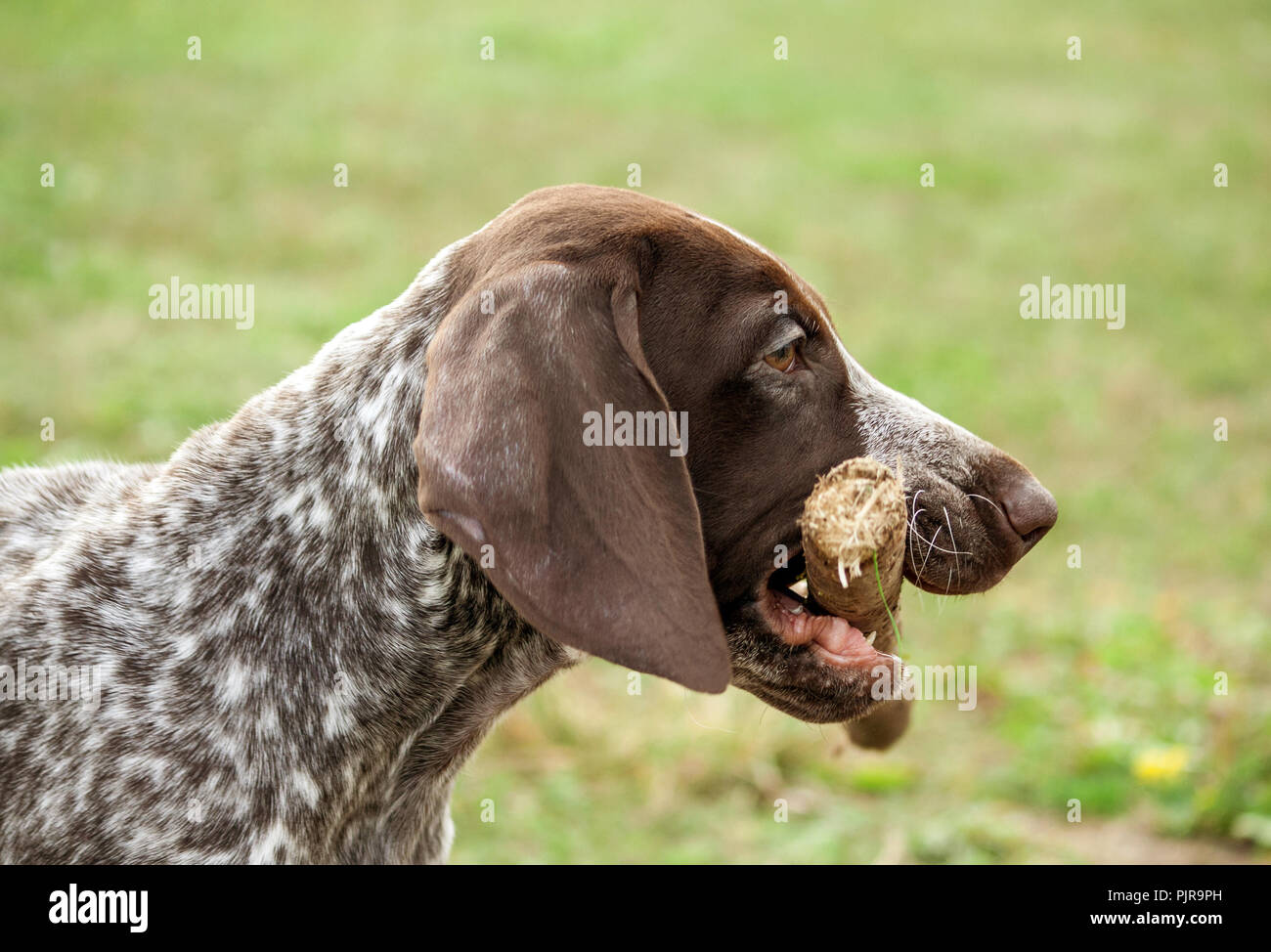german shorthaired pointer, german kurtshaar one spotted puppy standing on a meadow in profile, holding a stick in his teeth Stock Photo