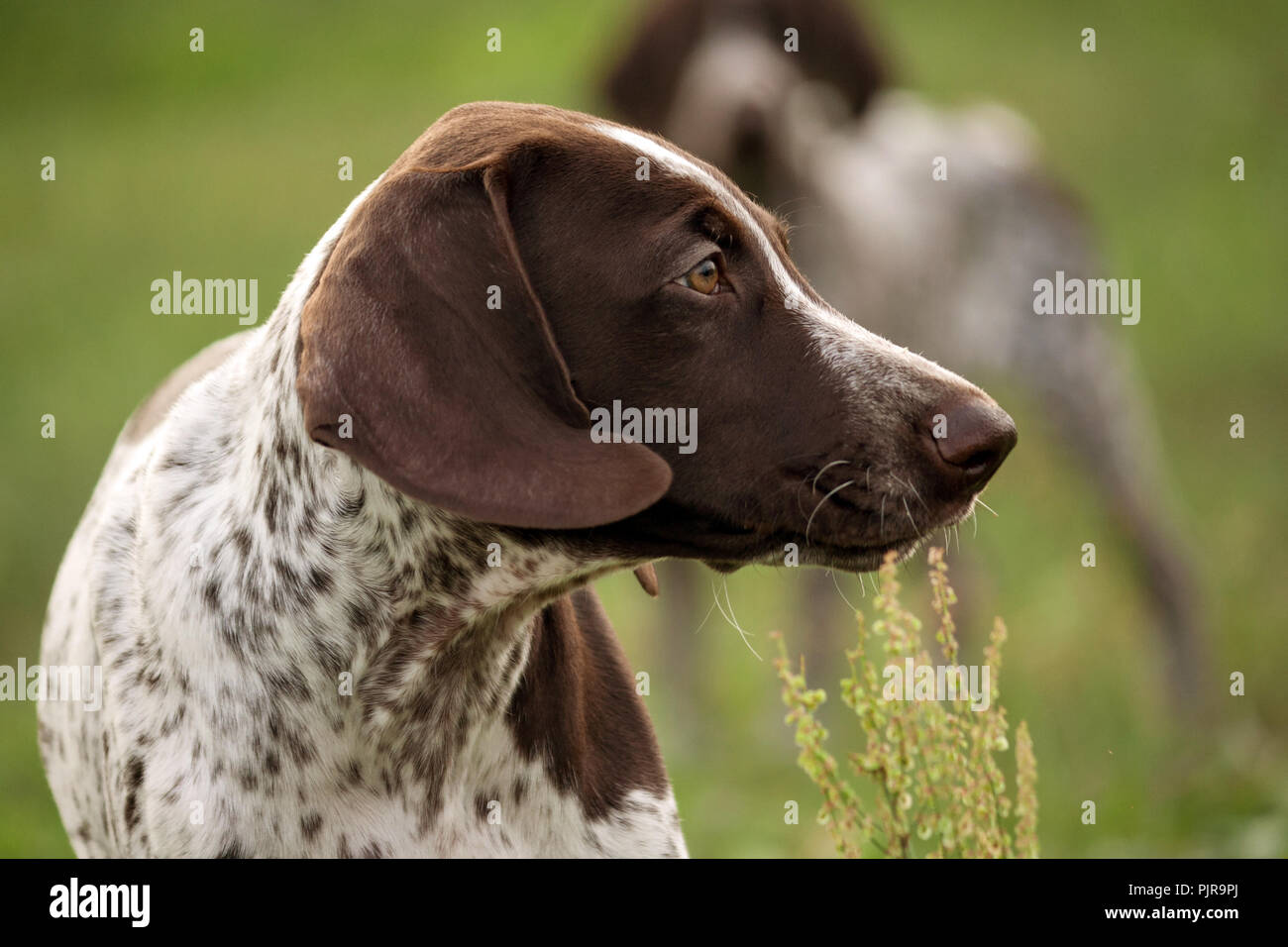 german shorthaired pointer, german kurtshaar one spotted puppy standing on a meadow in profile, ears developing in the wind , Stock Photo