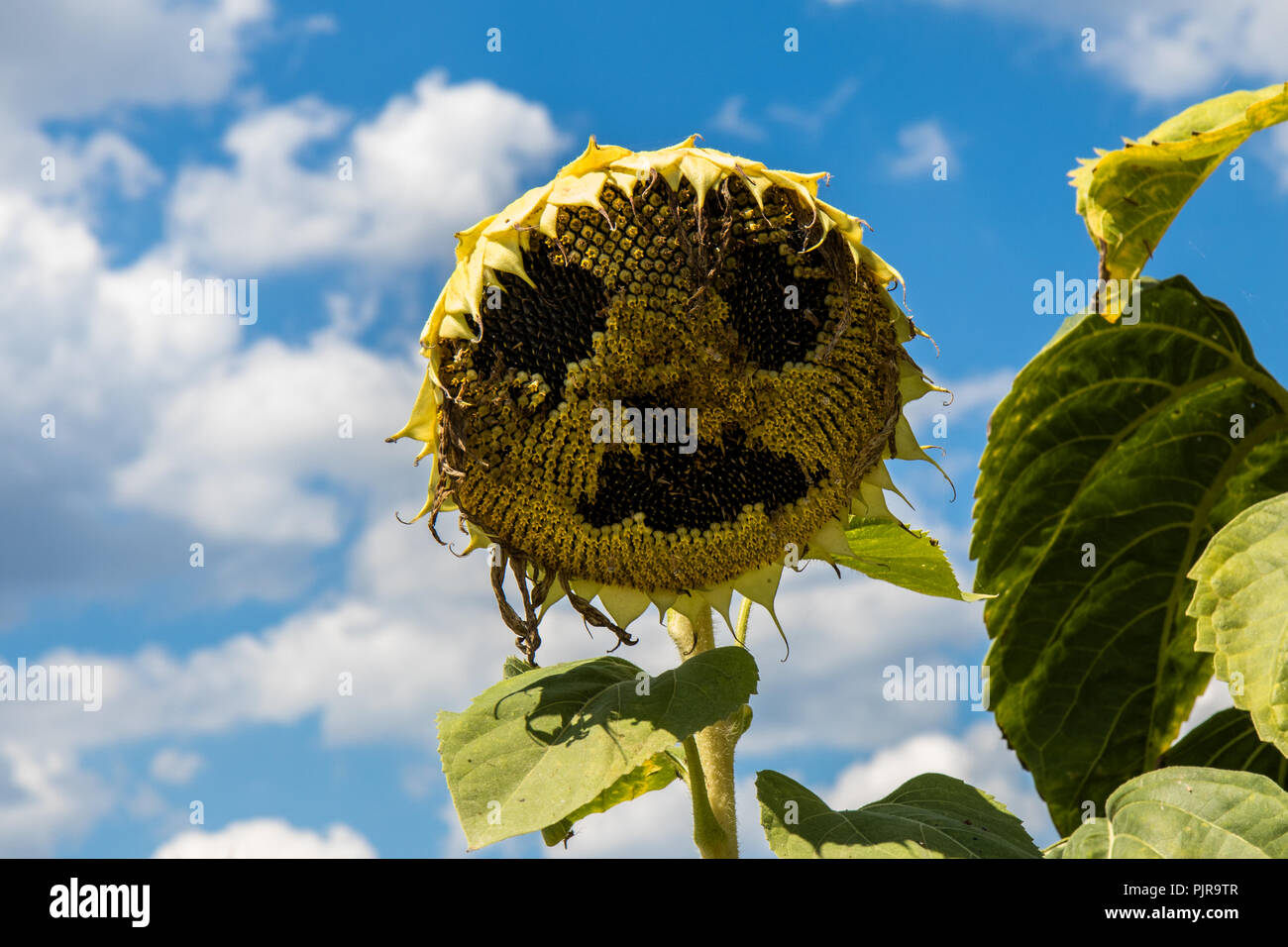 Smiling Sunflower Stock Photo