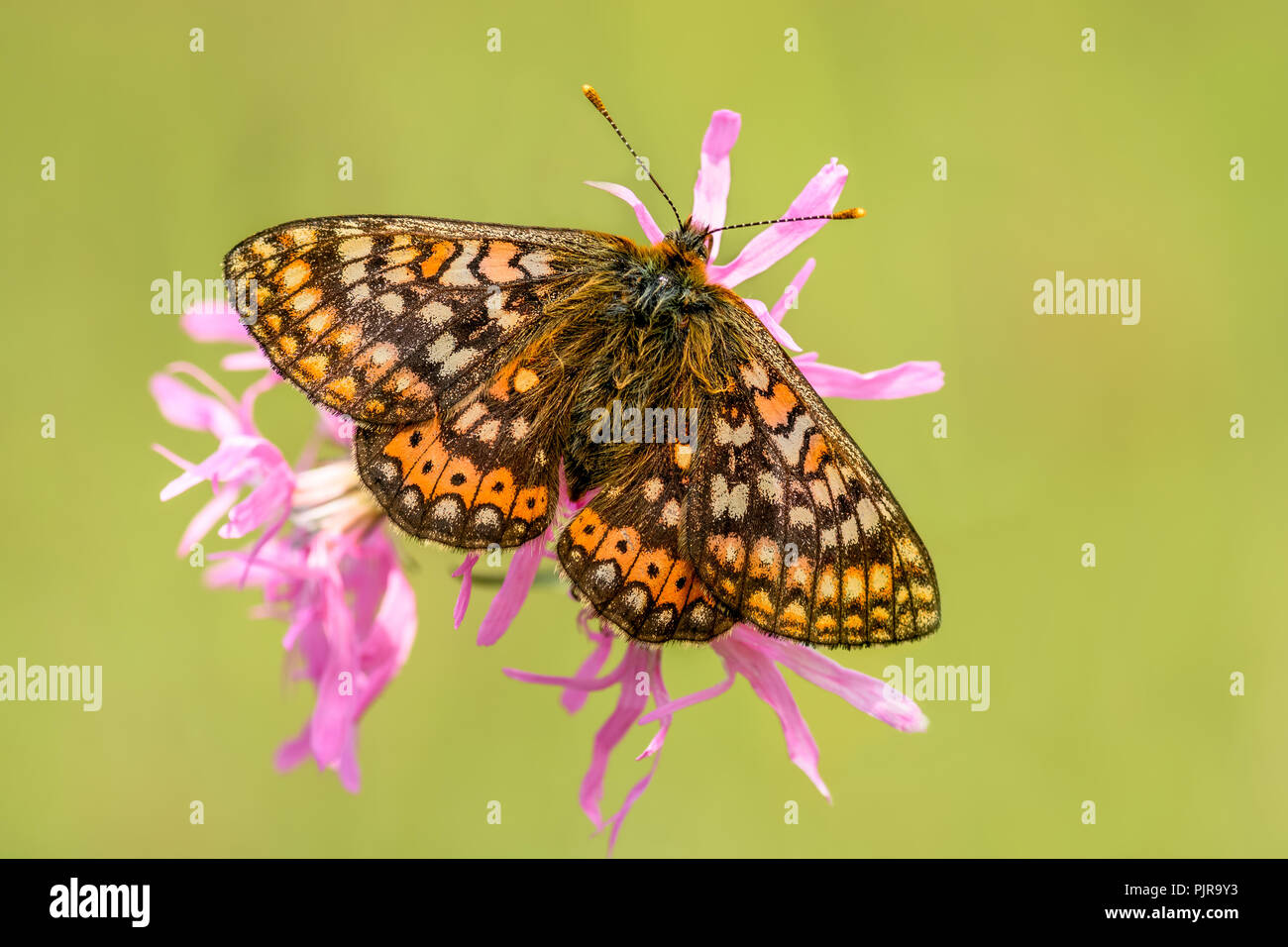 Marsh Fritillary at Chambers Wood in Lincolnshire Stock Photo
