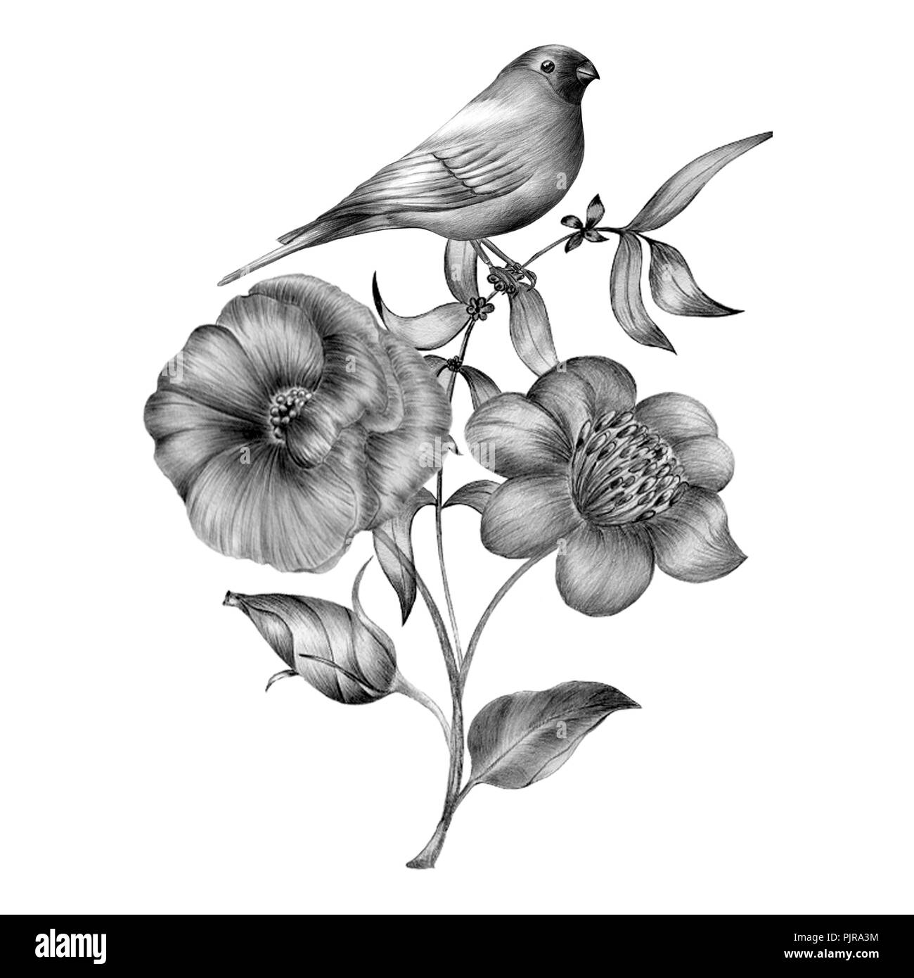 Spring birds sitting on blossom branches. Linear engraved art Stock