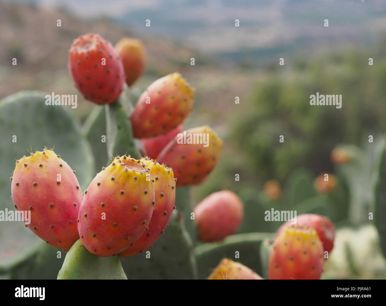 Ripe fruits of prickly pears - Indian fig opuntia (O. ficus-indica) Stock Photo