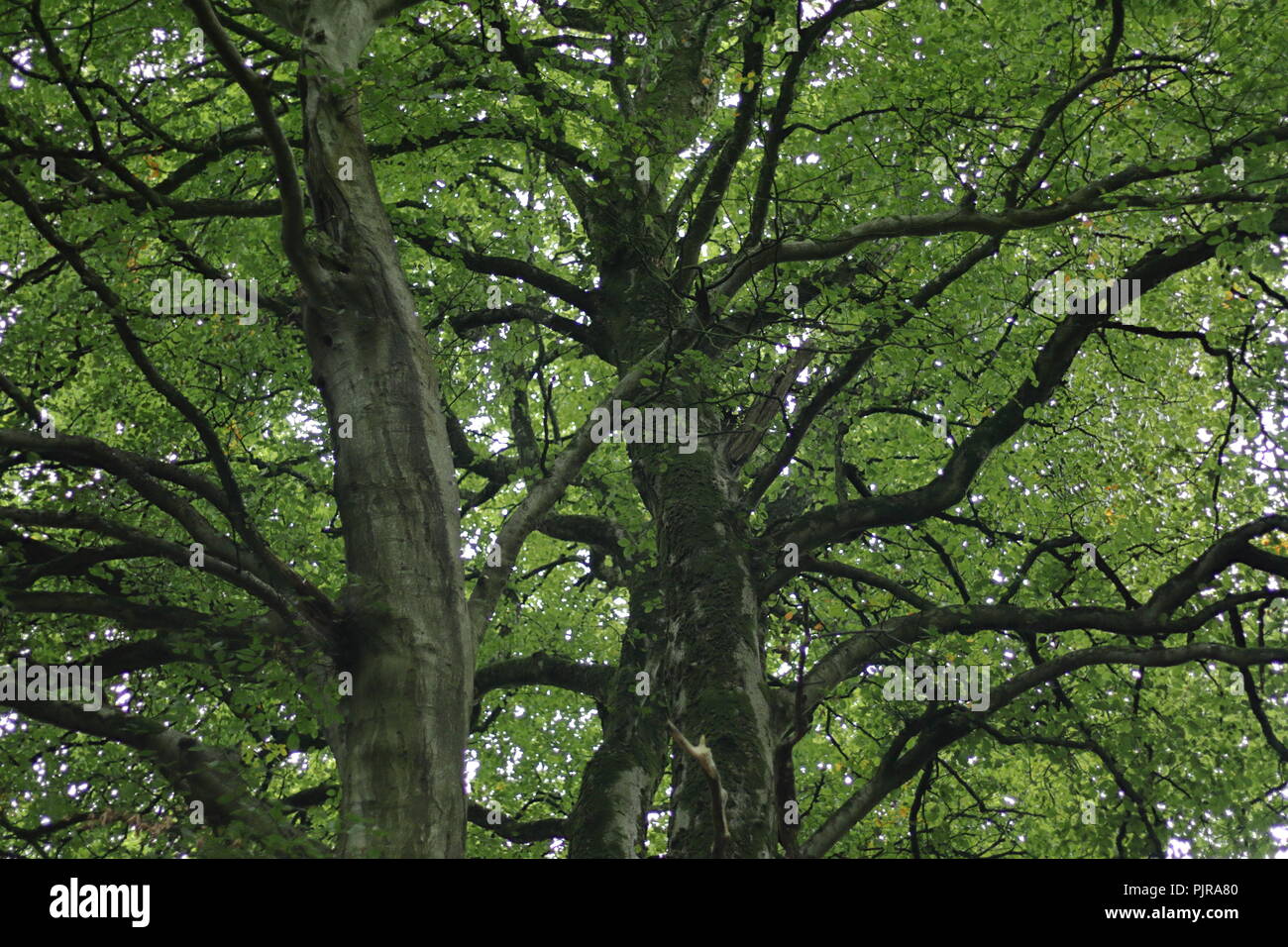 Bramnches hi-res stock photography and images - Alamy