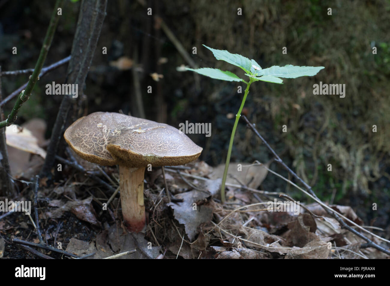 Red cracking bolete close up shot, local focus Stock Photo