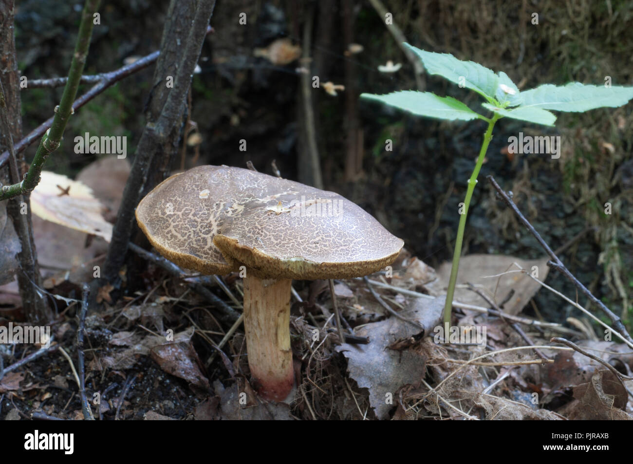 Red cracking bolete close up shot, local focus Stock Photo