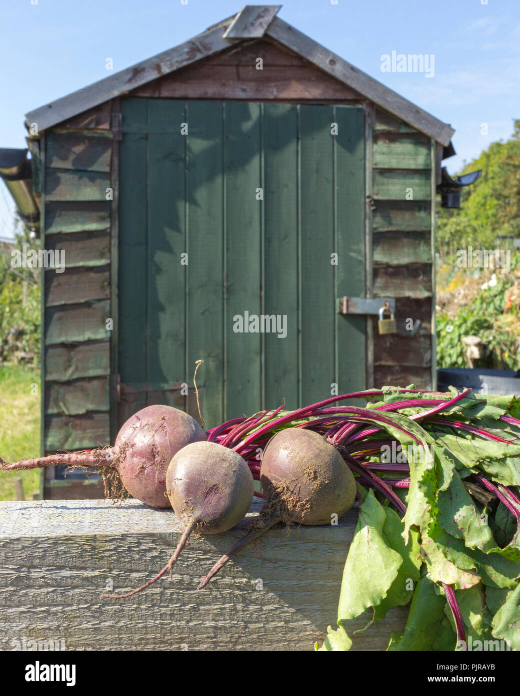 Recently collected home grown beetroot laid out on wooden bench in front of a green shed on an allotment (vertical orientation with space for copy) Stock Photo