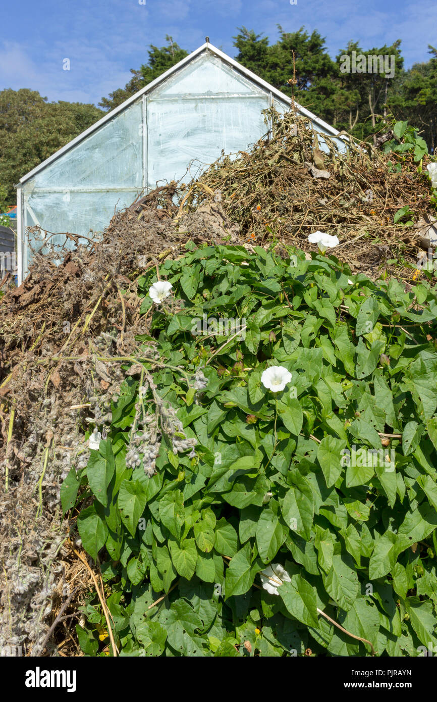 Compost heap bindweed hires stock photography and images Alamy