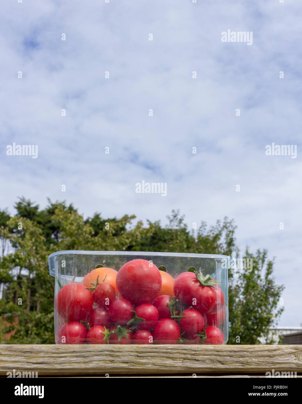 Vertical format, clear plastic punnet of freshly picked tomatoes, on  wooden bench against a light cloudy sky, space for copy at top Stock Photo