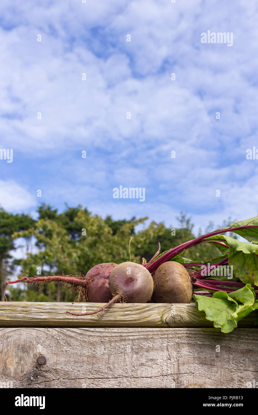 A low shot (vertical format) of three recently pulled beetroot with leaves, on a wooden bench and against a light cloudy sky, space for copy at top Stock Photo