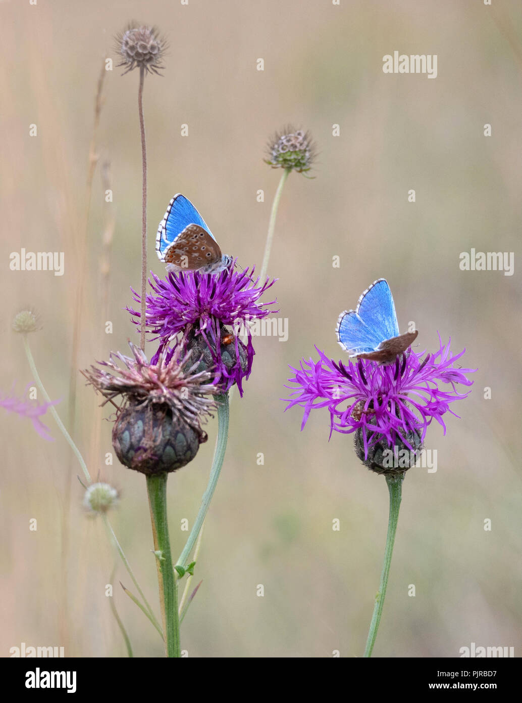 Adonis blue butterfly Polyommatus bellargus feeding on Knapweed in the Cotswold Hills UK Stock Photo