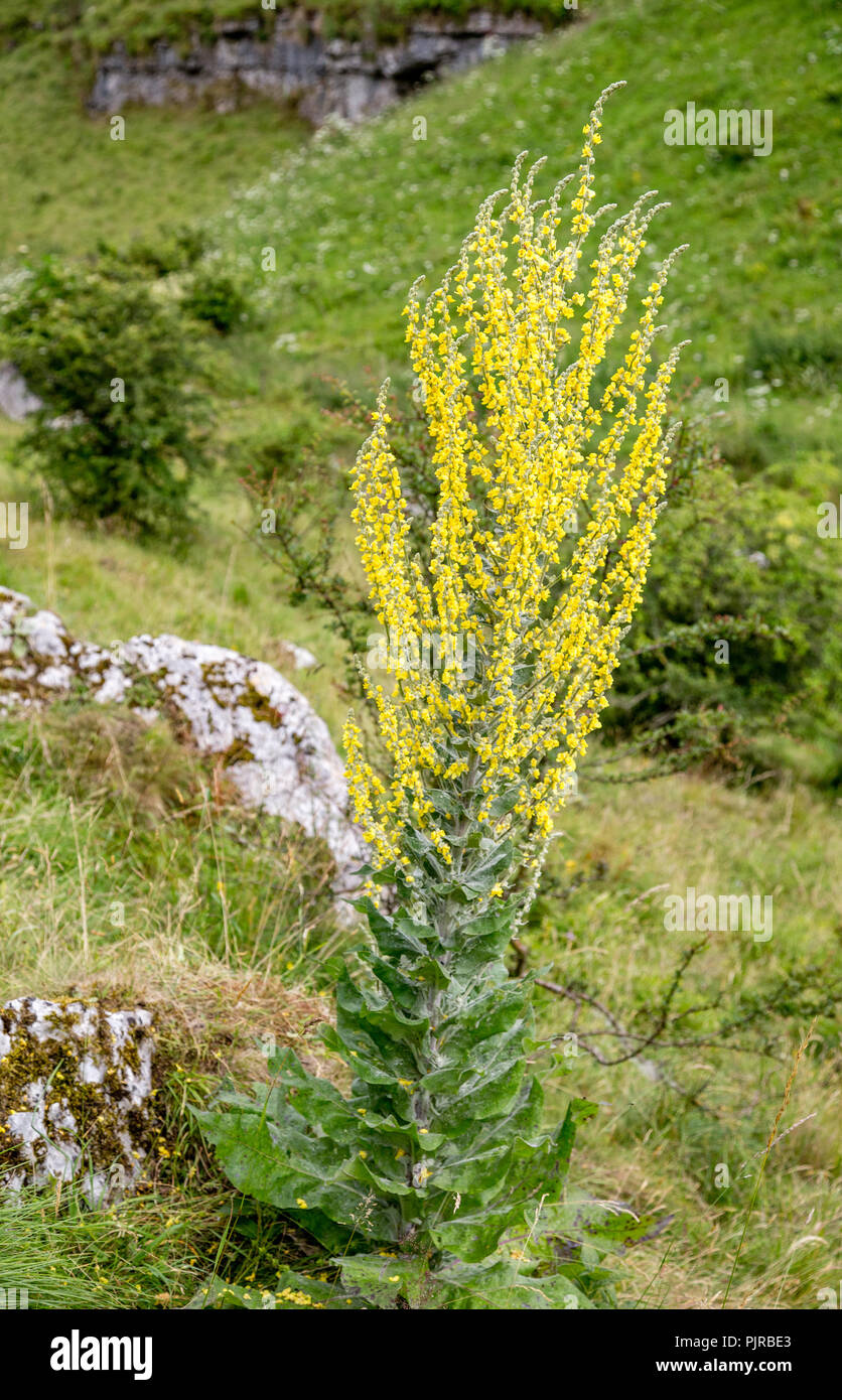 Spectacular flower spike of Hoary Mullein Verbascum pulverulentum growing to man height in the upper reaches of Lathkill Dale Derbyshire Peak District Stock Photo