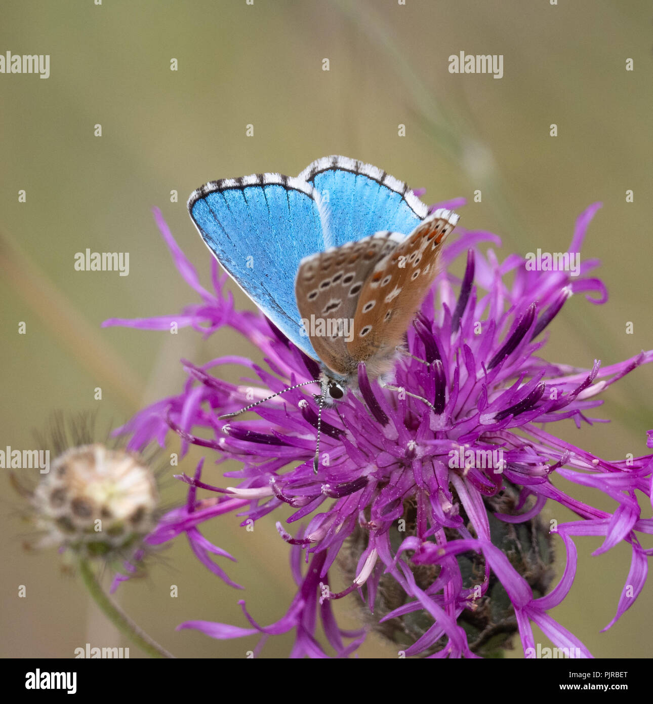 Adonis blue butterfly Polyommatus bellargus adult male at a Butterfly Conservation reserve on Jurassic limestone in Gloucestershire UK Stock Photo