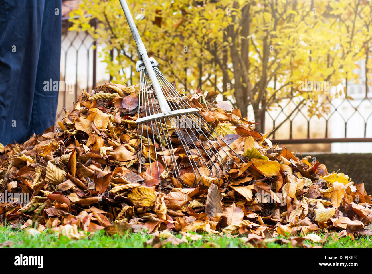 Man collecting fallen autumn leaves in the yard first person view Stock Photo