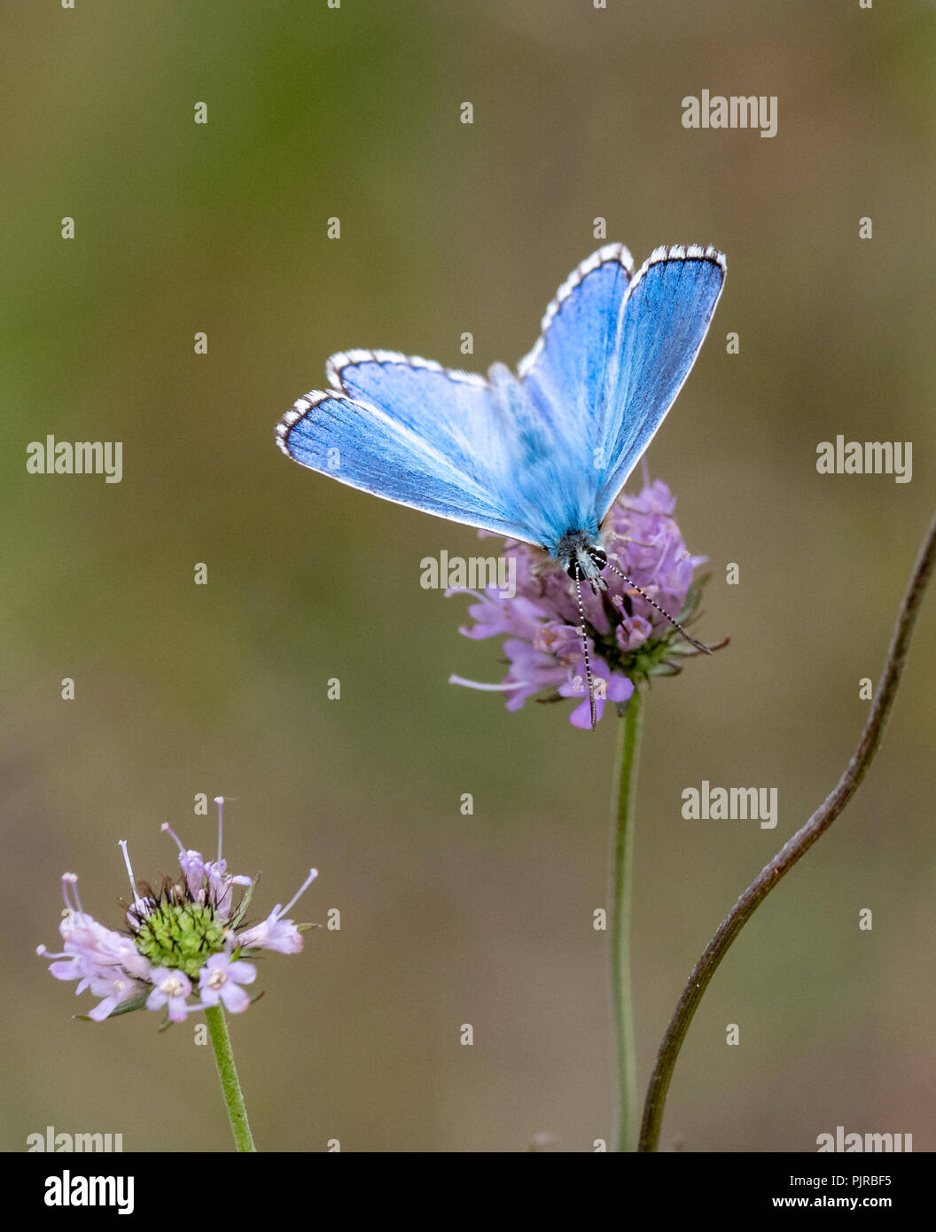 Adonis blue butterfly Polyommatus bellargus adult male at a Butterfly Conservation reserve on Jurassic limestone in Gloucestershire UK Stock Photo