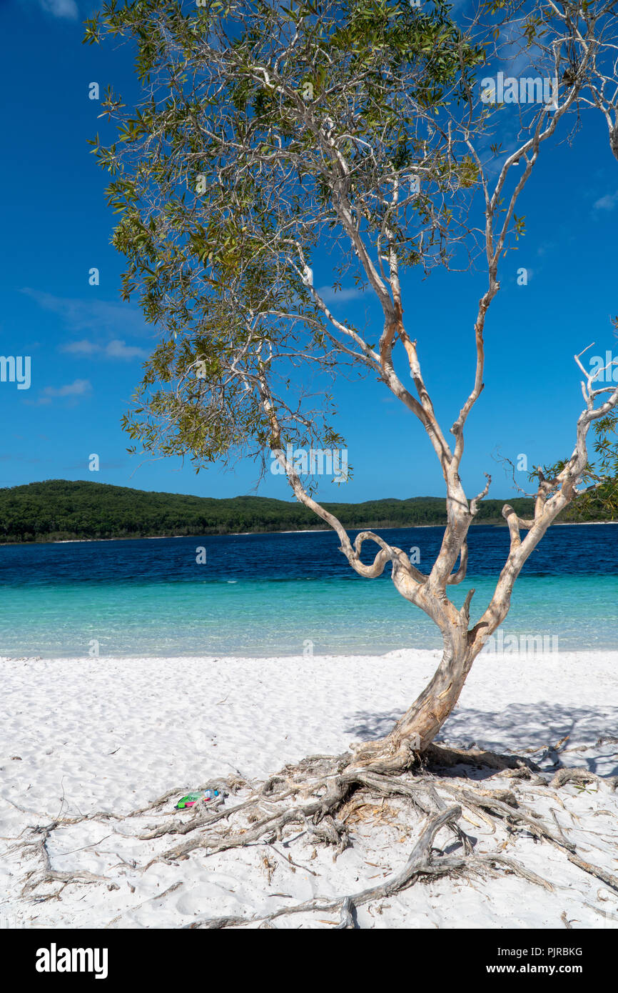 Tree on the beach of Lake McKenzie on Fraser Island Stock Photo