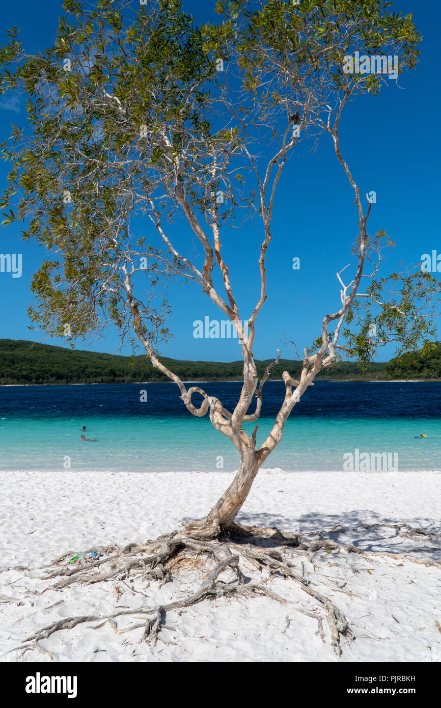Tree at Lake McKenzie on Fraser Island Stock Photo