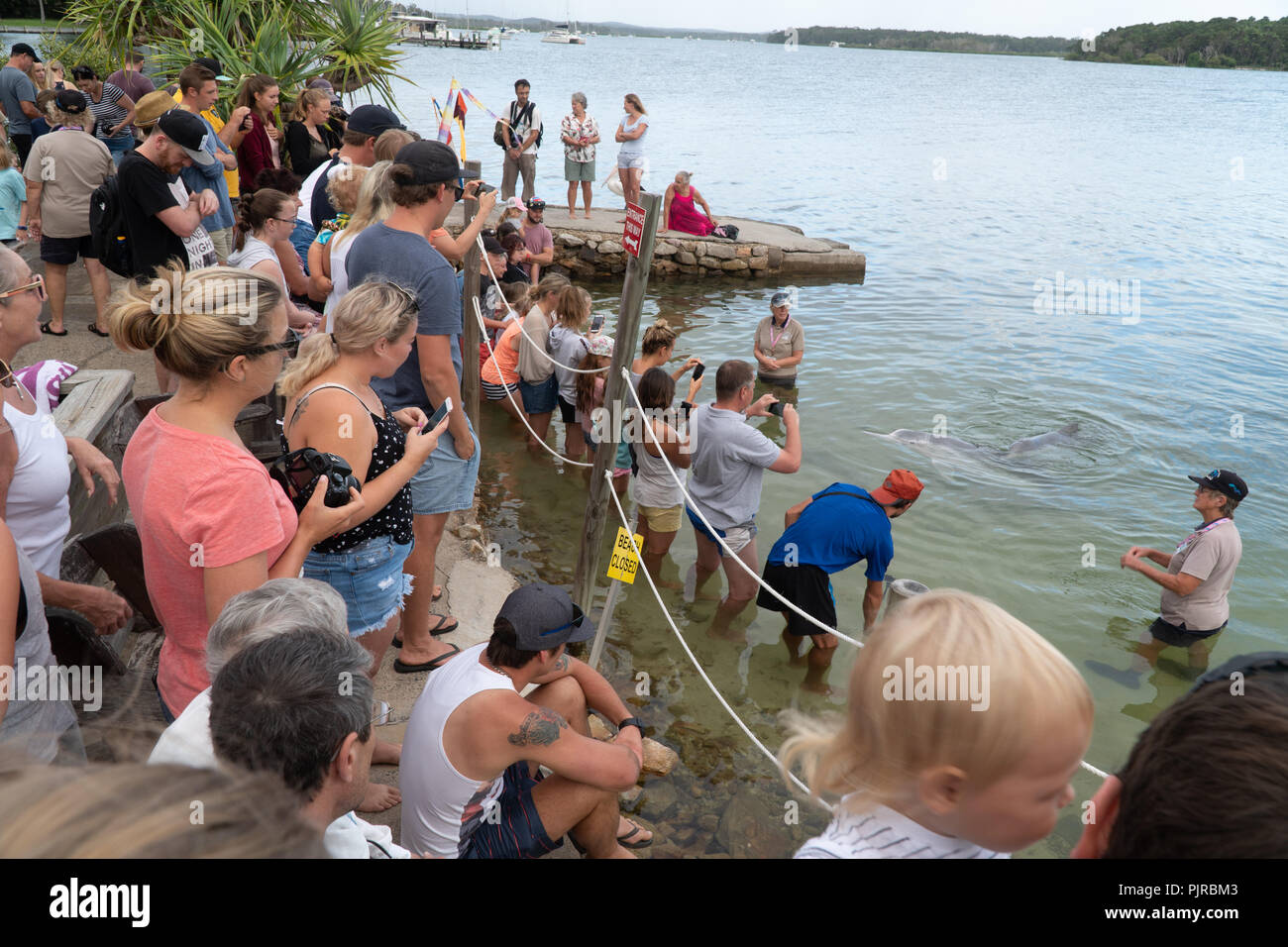 Dolphin feeding in the Tin Can Bay in Australia Stock Photo Alamy Dolphin feeding in the Tin Can Bay in Australia Stock Photo Alamy