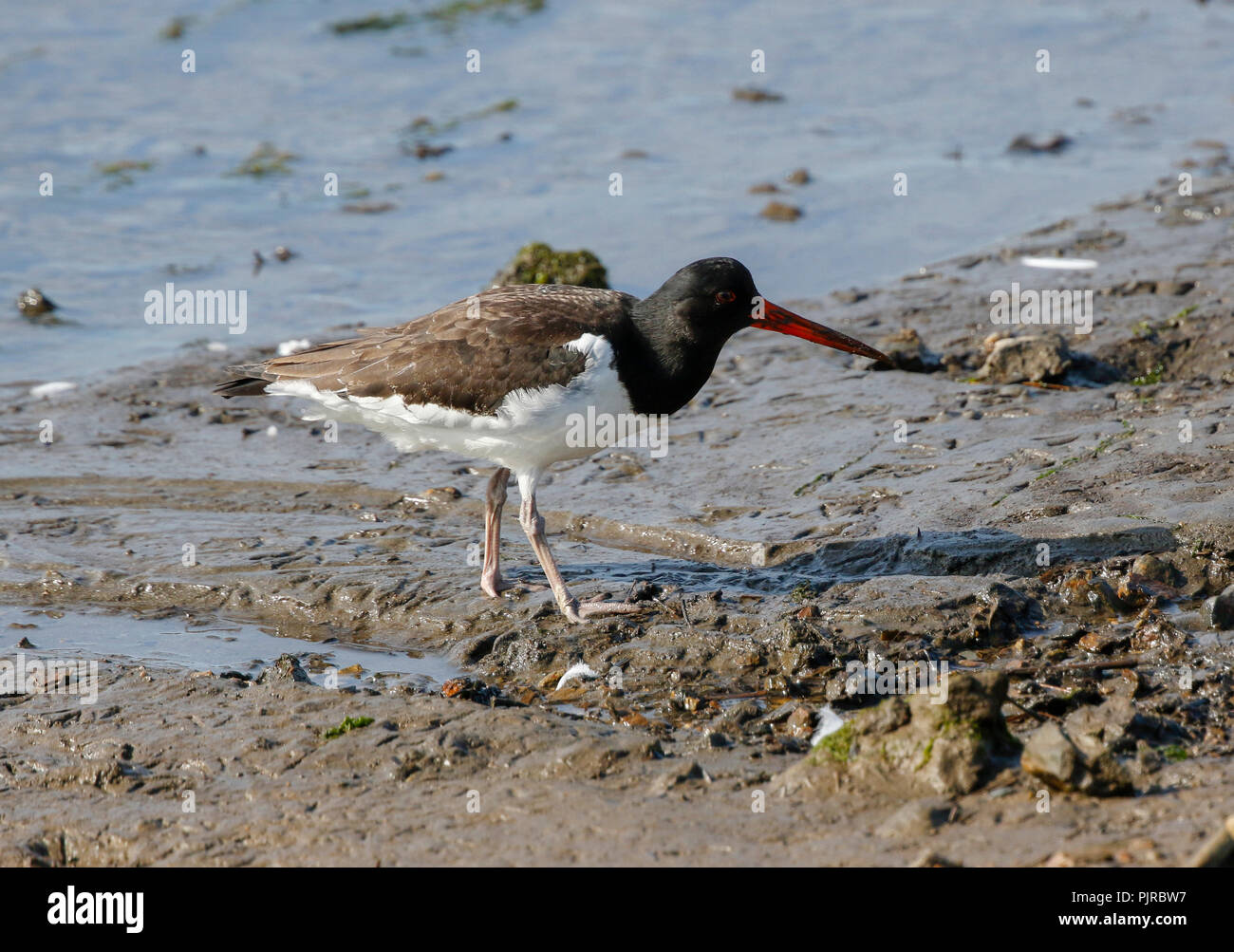 Oystercatcher seabird hires stock photography and images Alamy