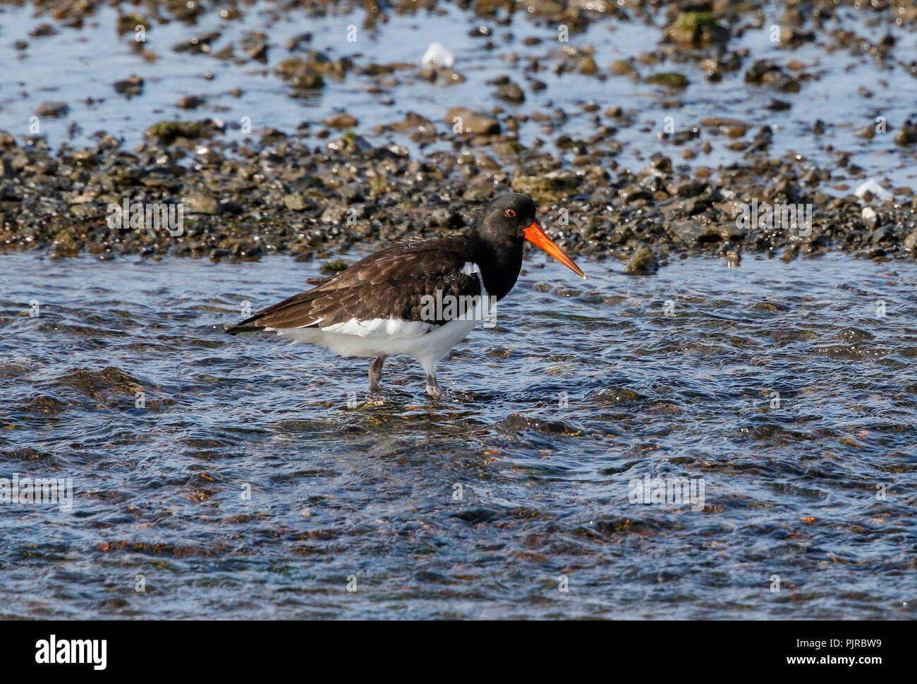 Oystercatcher seabird hires stock photography and images Alamy