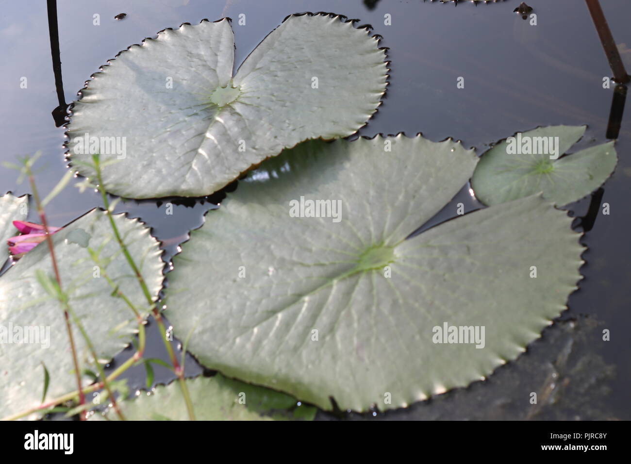 water lily lotus flower and leavesWater Lily leaf or lotus leaf.water lily Flower and Lotus Flower with Water Stock Photo