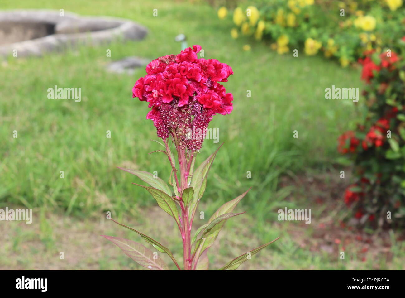 Chainese Wool flower.Red velvet flower, celosia