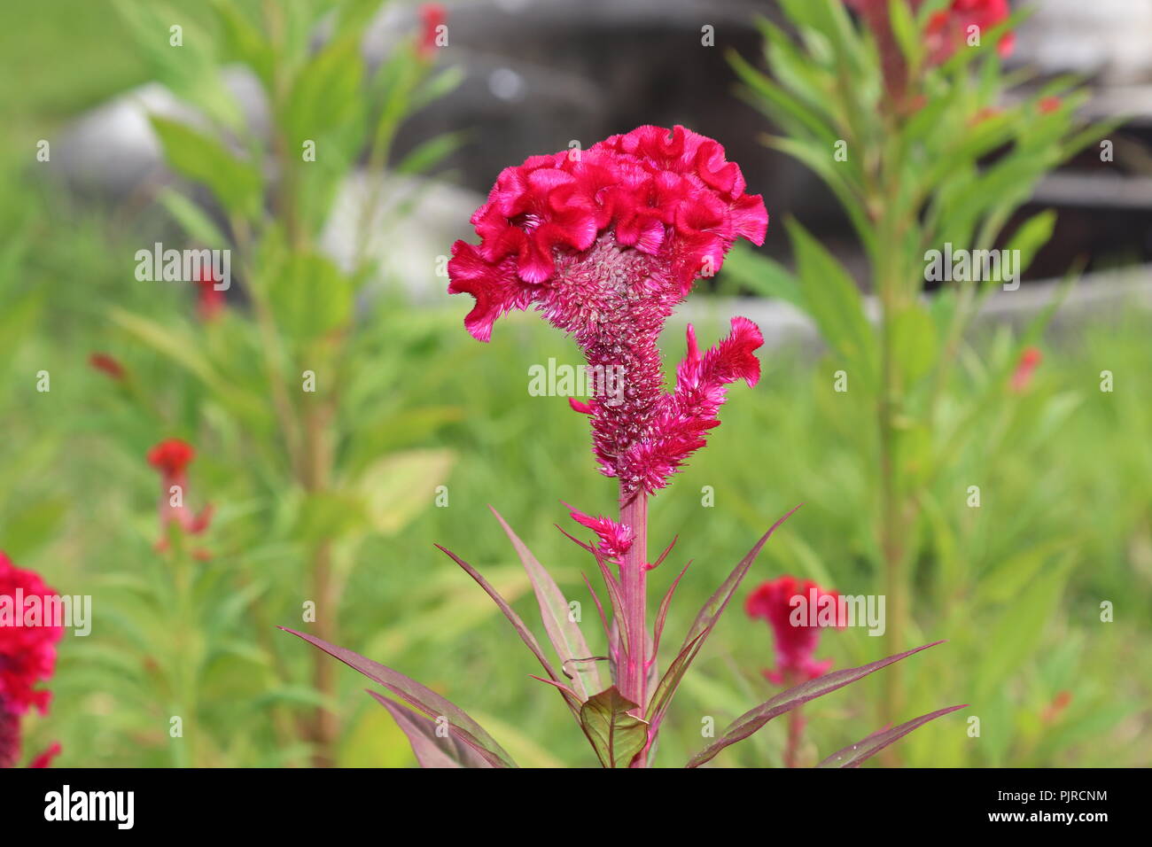 Cockscomb, Chainese Wool flower.Red velvet flower, cockscomb celosia cristata background.colorful celosia cockscomb flower. Stock Photo