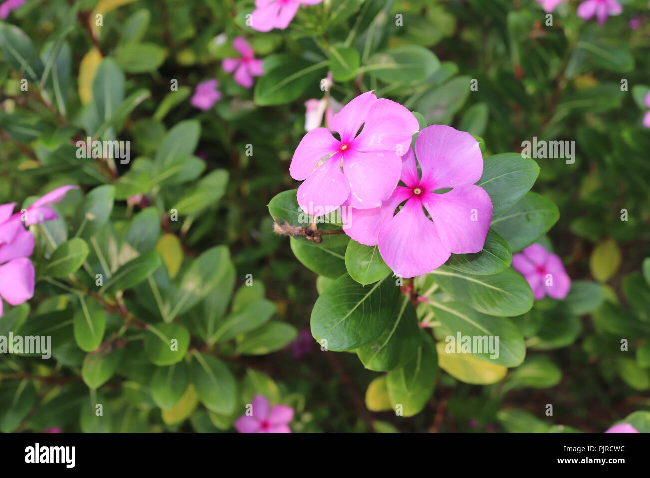 catharanthus roseus flowers with green leaf on blur Backgrounds.Noyantara, a plant, known for its reddish pink rose petal flowers.Cape periwinkle, Stock Photo