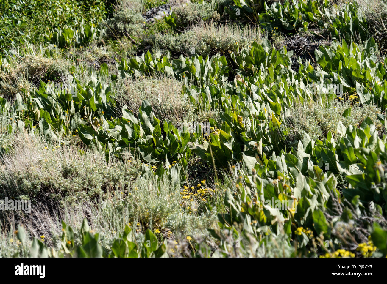 Meadow field of mule ears plants (wyethia mollie) along a trail in California’s Eastern Sierra Stock Photo