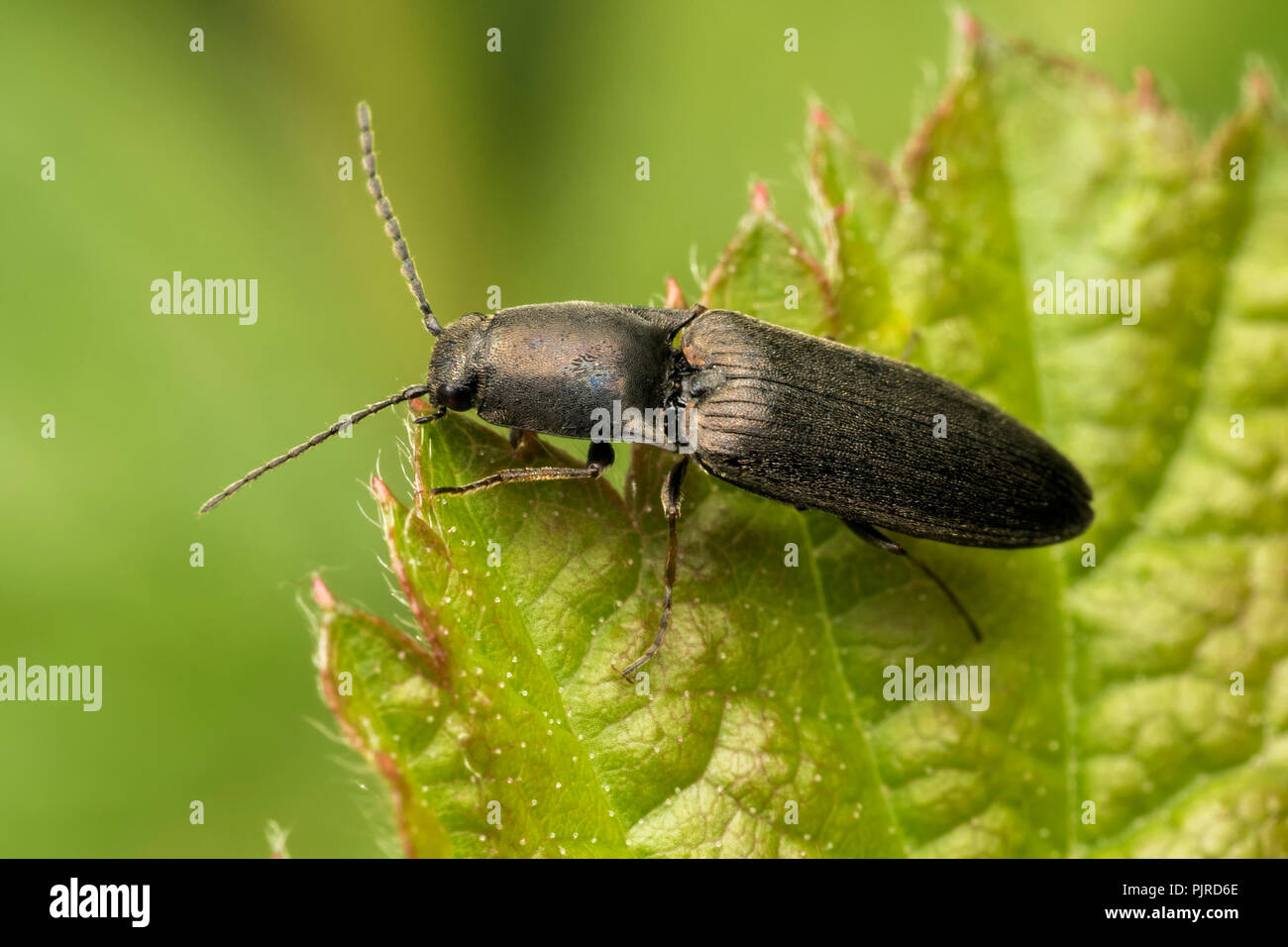 Click Beetle perched on bramble leaf. Tipperary, Ireland Stock Photo