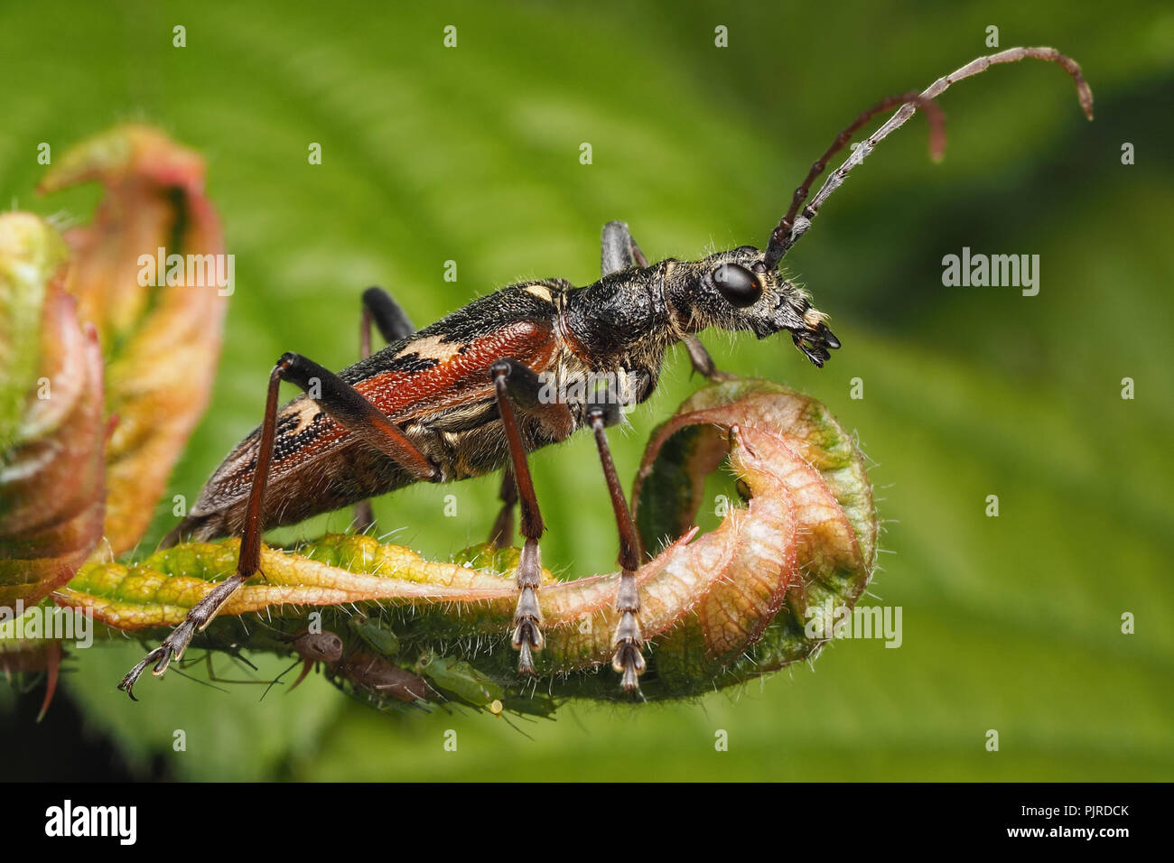 Two banded Longhorn Beetle (Rhagium bifasciatum) side view of specimen on leaf. Tipperary, Ireland Stock Photo