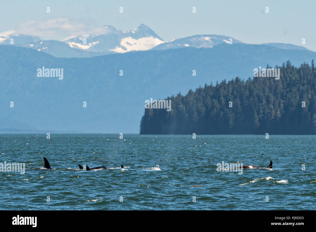 A pod of wild transient Orcas feed in the Frederick Sound near Petersburg  Island, Alaska. Orcas also known as Killer Whales are the largest members  of the dolphin family and frequent the