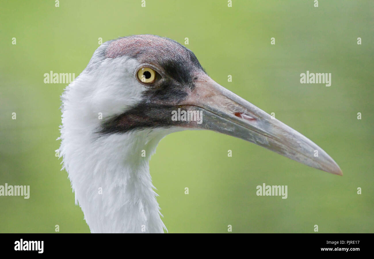 Profile portrait of a whooping crane Stock Photo