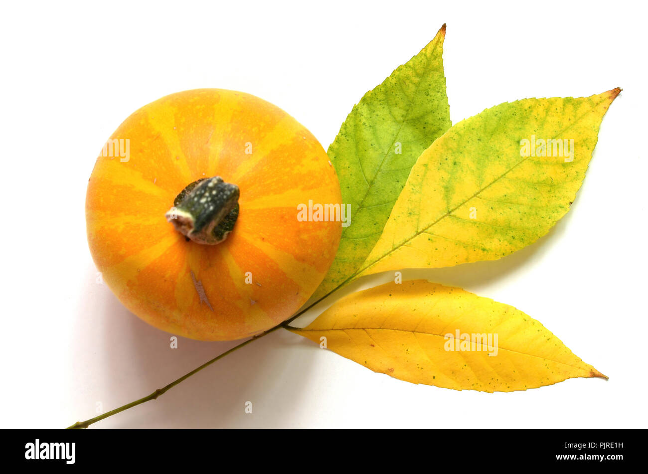 Fall leaves with pumpkin on white background Stock Photo - Alamy