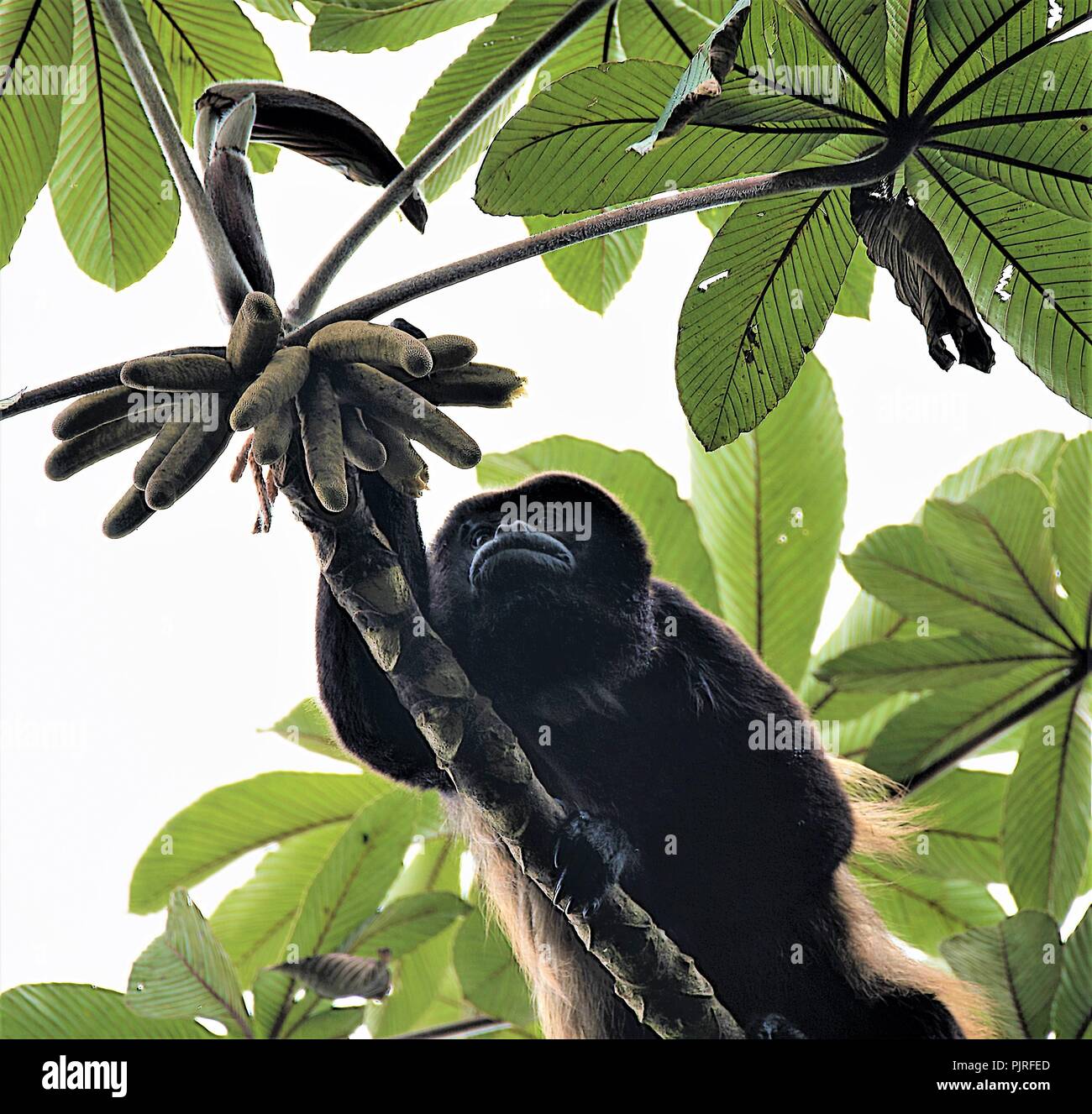 Trichromatic vision hires stock photography and images Alamy