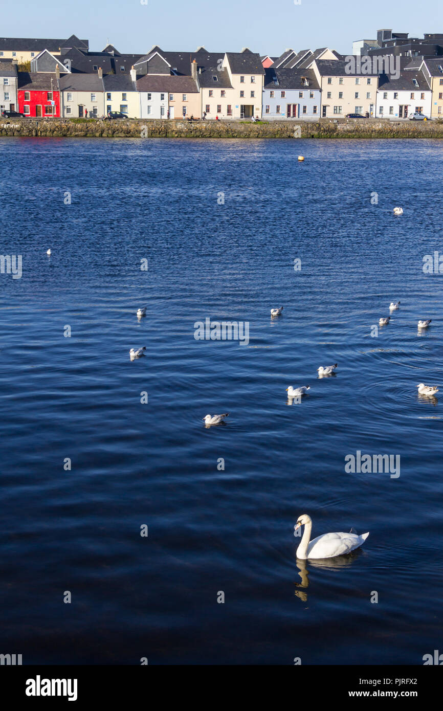 Swan and Seagulls in Corrib river with buildings in background, Galway ...