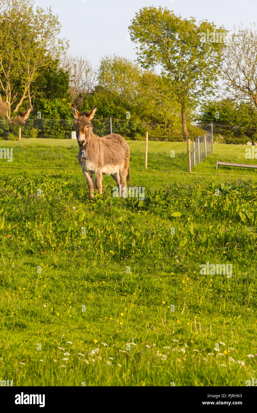 Donkeys on the farm hi-res stock photography and images - Alamy