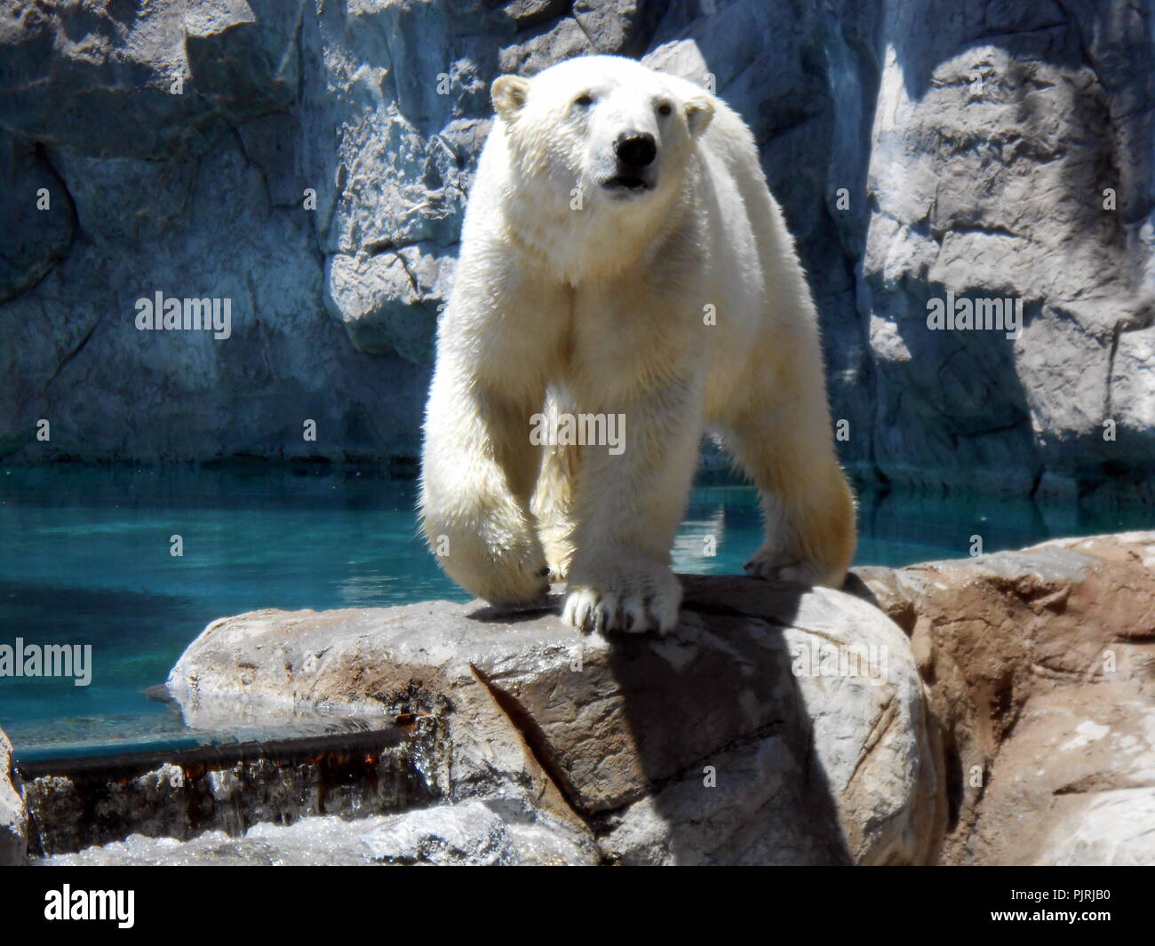 Polar bear coming my way Stock Photo